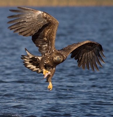 On our second day in Stepnica we had the perfect weather conditions and a lot of oportunities to take pictures of the Eagles. This one seems to look directly to the camera right after catching the fish.
