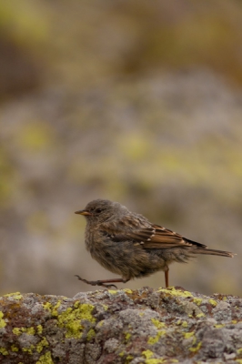 Deze is gefotografeerd tijdens een trektocht door de Kaukasus in Georgi.
De juveniele vogel liet zich mooi benaderen...