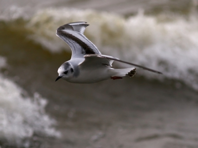 Day after  international birdwaching rally"Curanion spit"
