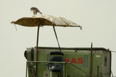 Een buizerd op een combine met een prooi op een zonnige dag in augustus, alweer een aantal jaren terug gemaakt. Ik vind de foto wel de moeite waard om te laten zien vanwege de combinatie van natuur en techniek.