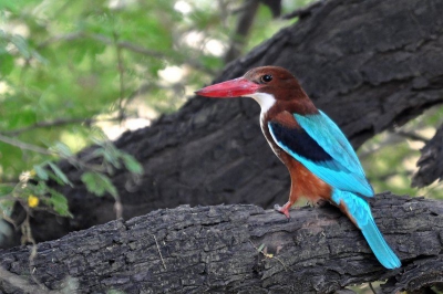 Ik zat op een dijkje toen deze vogel vlakbij kwam zitten. De lichtomstandigheden waren wel wat minder gunstig.