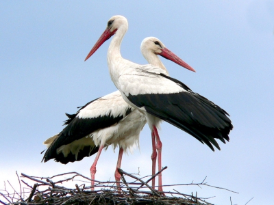 My homeland guards in  the nest, raised by my father