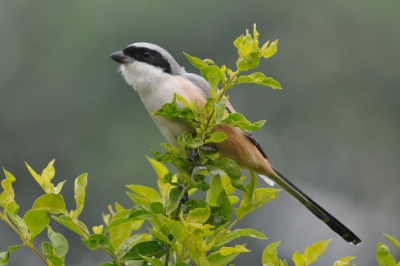 deze vogel zat vlakbij en iets schuin boven me; met bewolkt weer uit de hand genomen.