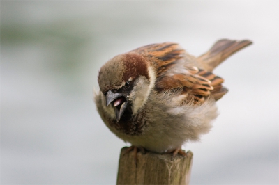Deze mus poseerde even voor mij in ouwehands dierentuin