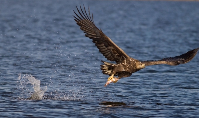 Another image from our second day in Stepnica. This young white-tailed eagle just took the fish from the water.