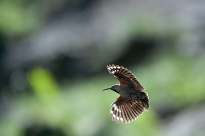 Like a butterfly - that's what came to mind when this magnificient bird passed by only a few meters away, with gentle wingbeats gliding down into a steep gorge.