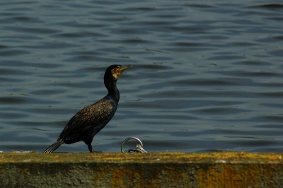 gemaakt aan de kust in juni 2009 tijdens voorjaars vakantie .