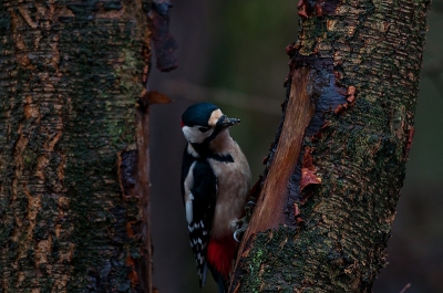 Foto is gemaakt terwijl het erg bewolkt en donker was in het bos. Foto is gemaakt vanaf statief. Zat te wachten dat hij klaar was met 'hakken' voor de foto