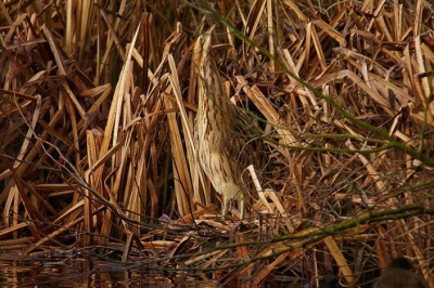 de eerste foto was overbelicht, hopelijk komt deze wel erdoor. gemaakt uit een vogelhut in een eendekooi in de krimpenerwaard.