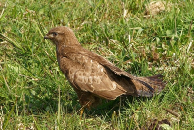 nog nooit meegemaakt dat een buizerd zo stil bleef zitten. kon hem tot 10meter naderen. later zag ik dat hij een prooi had .