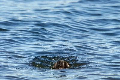 Een duikende Middelste Zaagbek.
Alleen de staart zichtbaar met wat waterdruppels.