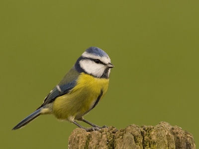 Een Pimpel is niet zo bijzonder maar deze vind ik er zo gaaf op staan.