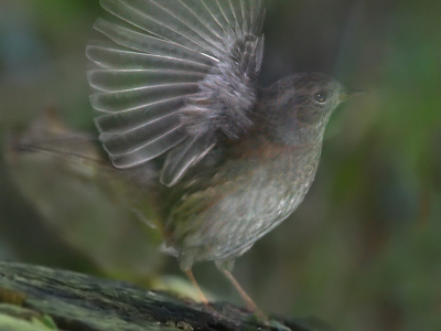 Een experiment van 2 jaar geleden: slowflitsen op kleine vogeltjes. Bij mijn dansende dochtertje werkte dat fantastisch mooi om beweging vast te leggen. En nu op een Heggenmusje in de schemer vanuit m'n in de achtertuin opgestelde schuilhutje? JAAA gaaf (vind ik). 

Leuk detail: dit was de 1e foto ooit die ik, toen ik me een jaar geleden had aangemeld, heb ge-upload. Maar toen belandde die in het tijdelijke album. Nu heb ik de ruis iets weggehaald en een felgroene vlek onder z'n staart verzwakt (plaatselijk minder verzadiging toegepast). Ben heel benieuwd hoe deze nu valt... rapapa rapapa ...