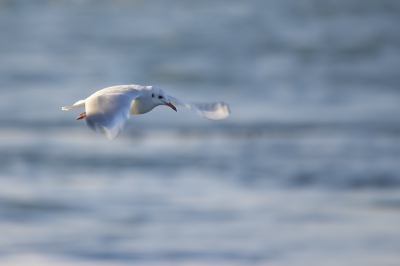 kokmeeuw in het blauw. hij vliegt boven de zee, en waar kan dat anders zijn dan in zeeland