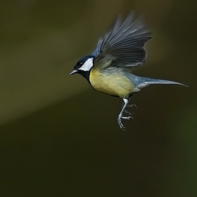 Koolmezen genoeg op mijn voerplaats, dus geprobeert deze snelle vogeltjes vliegend vast te leggen.