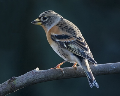 De ge-uploade versie had inderdaad wat gebreken, die ik tot mijn spijt over het hoofd heb gezien. Bij deze foto heb ik de beeldruis gereduceerd, de storende strepen linksboven weggepoetst en het vlekje onder de snavel verwijderd.