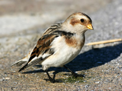 very friendly bird, sometimes 400 mm  was too much
