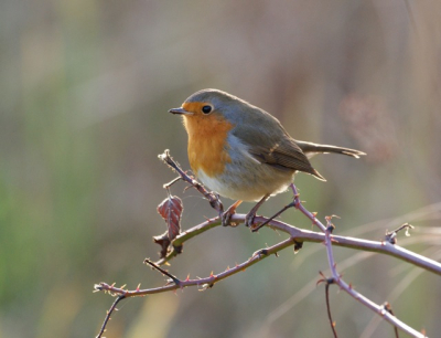 Nog een pose van het roodborstje op weg naar de vogelhut in natuurgebied de wieden.
