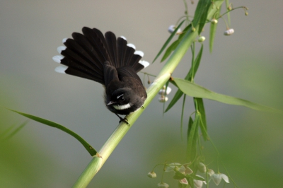 Door dichte vegetatie in Thailand is het soms moeilijk vogels spotten. Deze waaierstaart wilde wel graag op de foto maar dan wel met gespreide staart. Na wat onderhandelen, vond ik dat wel goed...