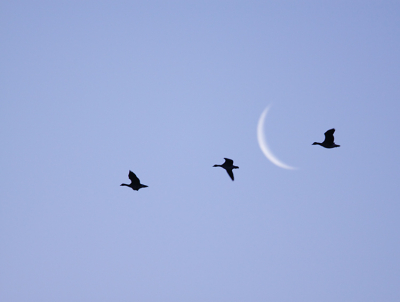 Gisterenochtend geprobeerd vogels te fotograferen met de maan in de compositie.