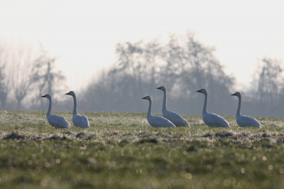 Al een paar dagen vertoeven deze Kleine Zwanen hier in de polder. Vandaag toch maar eens geprobeerd dichtbij te komen.