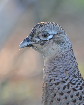 Deze dame had het zo druk met foerageren dat ze niet al teveel aandacht aan mij schonk en steeds dichterbij scharrelde terwijl ik stil op de grond lag. 
Meestal staat het mannetje op de foto; op deze manier vind ik de dame ook erg fraai.