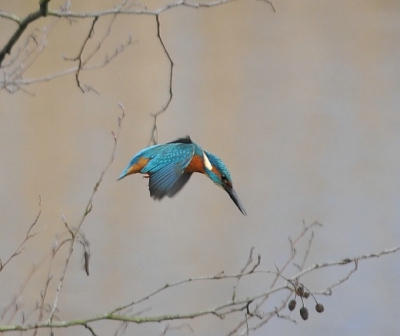 Niet de ijsvogel op het klassieke paaltje of takje,maar in volle duik naar een visje!
