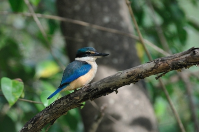 In Haruru was vlak bij ons motel een kleine poel. Deze ijsvogel kwam er af en toe.