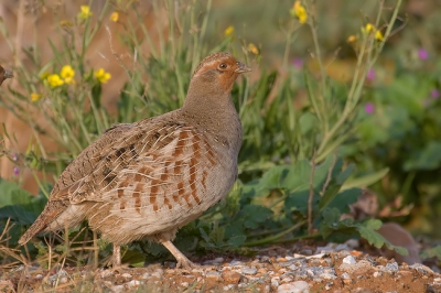 A flock of ten Partridges are here  in a field near our home.
My man and I visit amlost every day our neighbourhood walking arround.This time I used my car.That is the best hide!