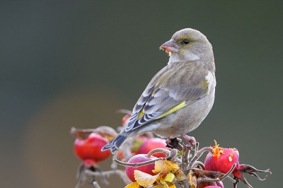 Dit is mijn eerste upload op Bird pix
De groenling in tegenlicht op een rozenbottel.