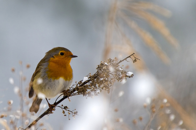 Vandaag heel wat kleine vogeltjes gezien, met het koude weer komen ze toch wat dichter