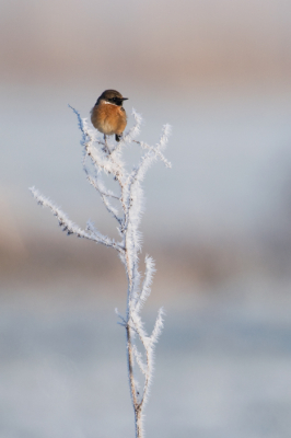 Afgelopen dinsdag was dan zon dag. Vorst en zon. Heerlijk!!
Hoewel ik op mijn ronde door de Peizermaden niet heel veel vogels trof waren er genoeg momenten om met mijn nieuwe 500 AFS te oefenen. Ben over een aantal zaken nog onzeker. VR on or off? AF-C? 
Deze vriend ging er prachtig voor zitten. Natuurlijk aan de verkeerde kant van de mobiele hut, voorzichtig uitstappen en met een monopod.
Had hem liever wat dichterbij gehad, maar ben hierover ook tevreden. Zo had ik hem iig nog niet ;-) Hope u like..