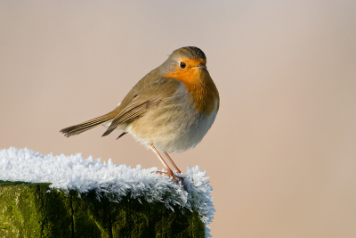 Geen bijzondere vogel, maar altijd weer een met karakter.
Van de vele fotos die deze vriend mij liet maken gekozen voor deze zonder poespas, lekker in het midden, beetje rijp en een egale achtergrond. Hope u like..