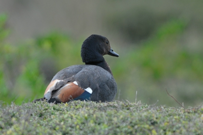 Endemische soort in Nieuw-Zeeland en veel voorkomend. Was toch niet makkelijk om dichtbij te komen, deze woerd sloeg dadelijk alarm. Dacht niet dat de woerd al op dit forum staat, daarom deze.