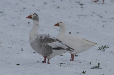 tussen een groep grauwe ganzen zaten een aantal paartjes van deze ganzen; zijn dit sneeuwganzen?