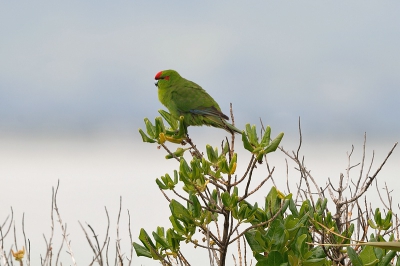 Ik was er tevergeefs op uitgetrokken om een Whitehead te fotograferen toen ik deze zeldzame parkiet in de gaten kreeg. Hij wilde me niet dichtbij laten komen en vloog weg, tot op deze mangrovestruik. Toen lukte het wel om dicht genoeg te komen voor deze foto. 
Het is een primeur voor BP dacht ik. Een nederlandse naam kon ik niet vinden en over de engelse ben ik ook onzeker. Ter plaatse wordt ie Red-crowned genoemd maar ik vond ook Red-fronted op Google. Maori noemen hem Kakariki.
