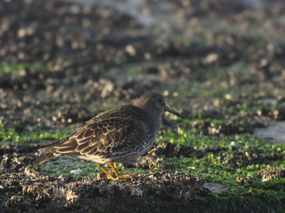 Excursie van vwg Nijmegen naar IJmuiden leverde onder andere deze paarse strandloper op. Zat samen met wat steenlopertjes op de zuidpier.