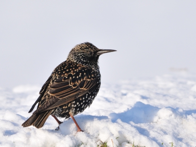 Onder een heeeel flauw wolkje deze foto kunnen maken. Was zelf wel tevreden met het behoud van de details in zowel de sneeuw als de spreeuw.