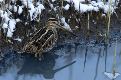 Gisteren langs een langzaam stromend zeer stinkend slootje in een polder verschillende Watersnippen gezien. Eentje bleef lang genoeg staan om een mooie compositie te maken.