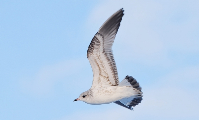 mooi weer, mooi vogeltje. Uit de hand genomen. Vleugelpunt niet scherp, maar over de rest ben ik redelijk tevreden.