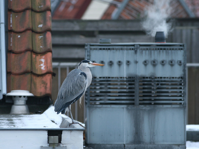 De Blauwe Reiger gaf me maar even de kans om een paar foto's te maken. Uiteindelijk was deze foto mijn tweede keus. Meer dakgoot, maar ook wat statisch in mijn ogen; vandaar de keuze voor de foto die nu in het verzamelalbum staat.