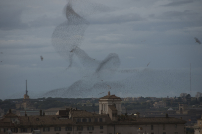 mooie figuren van spreeuwen boven rome; iedere avond kwamen ze vanuit alle hoeken en gaten en ontmoetten elkaar al dansend