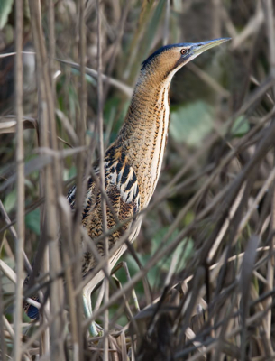 Prachtig om te zien hoe ze door het riet sluipen en daar hun visjes meepikken. Gr Arthur