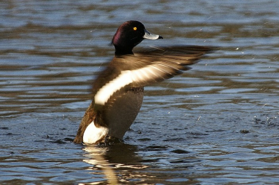 mooi moment om eendesoorten te fotograveren als ze uit het water komen en het water van zich afschudden genomen uit de hut in de eendekooi.