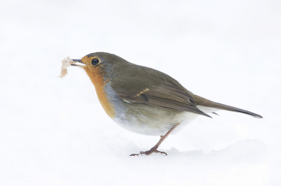 Deze Roodborst wist toch nog wat eetbaars te vinden in de vers gevallen sneeuw. En van de vele Roodborsten die de laatste tijd geplaatst werden, maar ze blijven fotogeniek en bij deze foto vond ik de 'sneeuwitte' omgeving wel iets toevoegen.