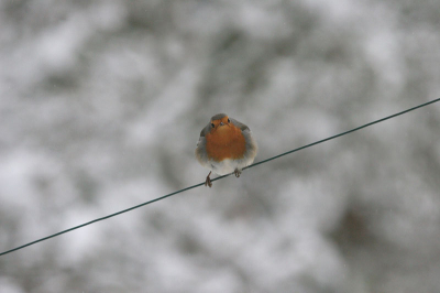 Met de sneeuw en wat voer komen de vogels zeer dichtbij.  Deze roodborst wachtte geduldig haar beurt af
en poseerde nog even voor de camera