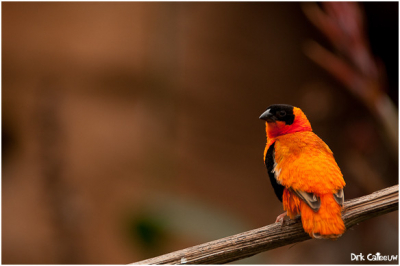 Ik ben op zoek naar de juiste benaming, zie ook vorige post van het vogeltje