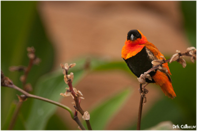 In navolging van de twee eerdere posts, ben ik op zoek naar de juiste benaming van dit type vogel