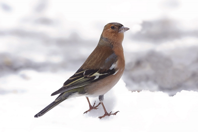 Nog zo'n fotogeniek vogeltje, dat zeer regelmatig op BP is te zien. Deze Vinkenman bezocht onze tuin en bekeek de zaak met enige arrogantie.