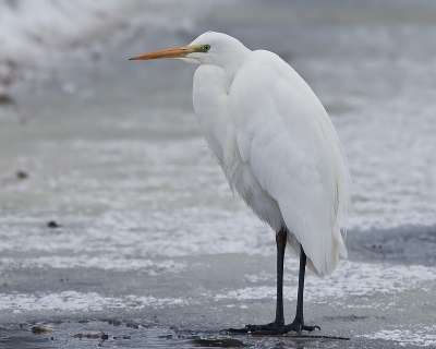 Grote Zilverreiger bij een wak vlak bij Gelderswoude, drie keer heen en weer geglibberd met de auto